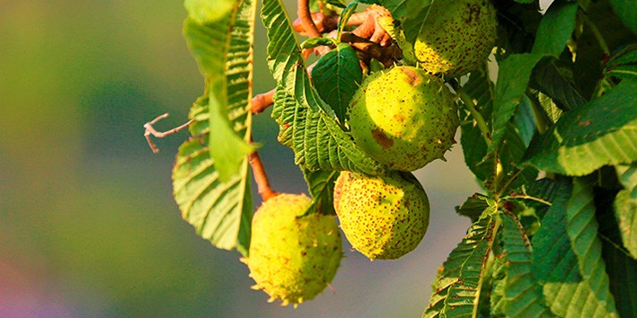 Castanha da ?ndia fitoterapico efeitos colaterais